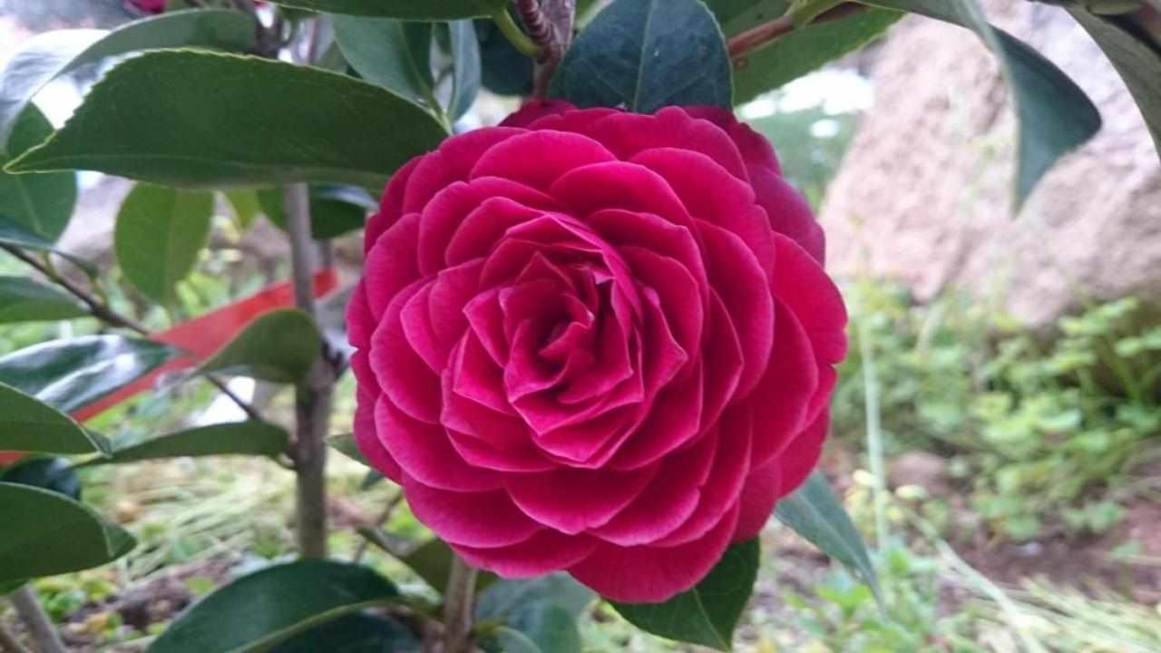 Quinta Da Idalina Villa Monchique Eksteriør billede